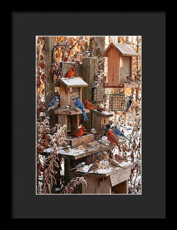 Winter Bird Feeding Station