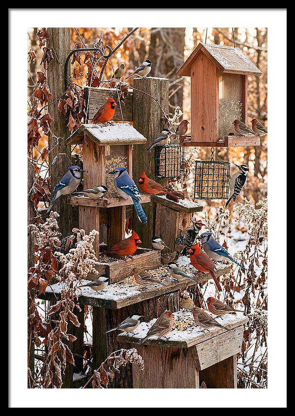 Winter Bird Feeding Station