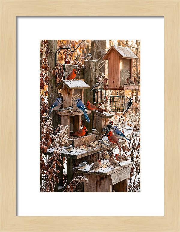 Winter Bird Feeding Station