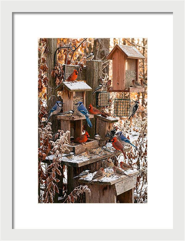 Winter Bird Feeding Station