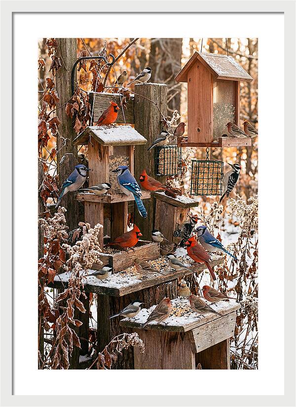 Winter Bird Feeding Station