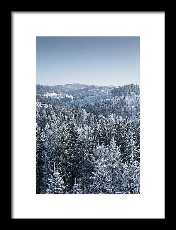Winter Evergreen Forest Serenity