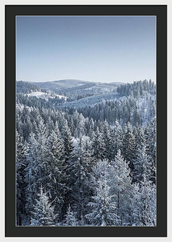 Winter Evergreen Forest Serenity