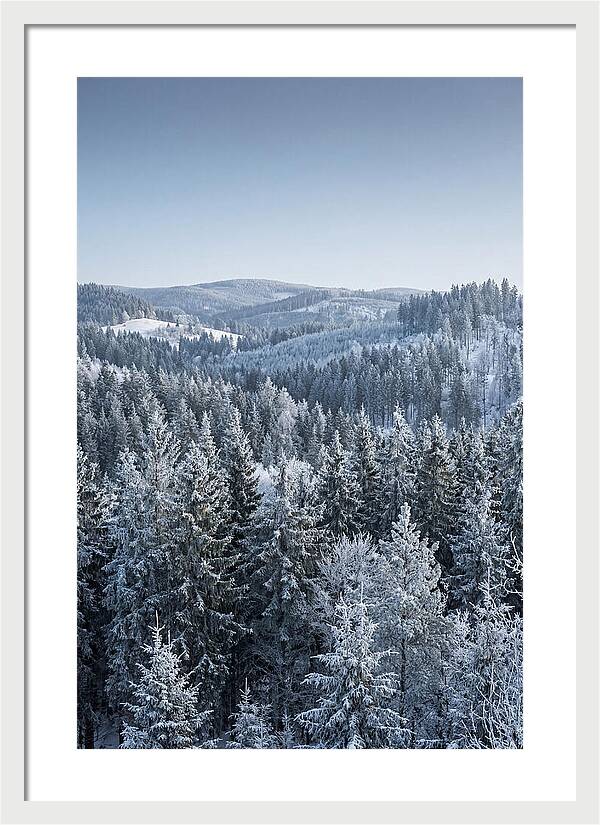 Winter Evergreen Forest Serenity