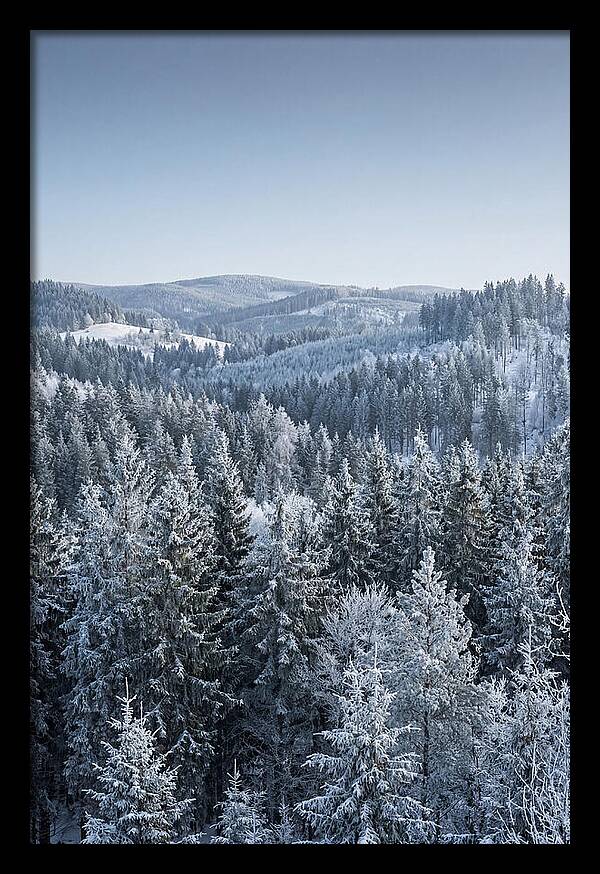 Winter Evergreen Forest Serenity