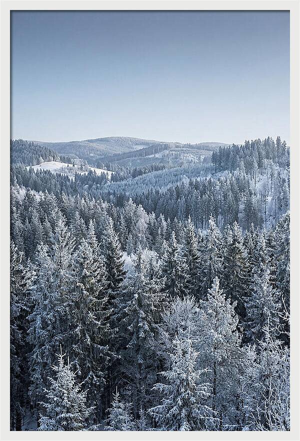 Winter Evergreen Forest Serenity
