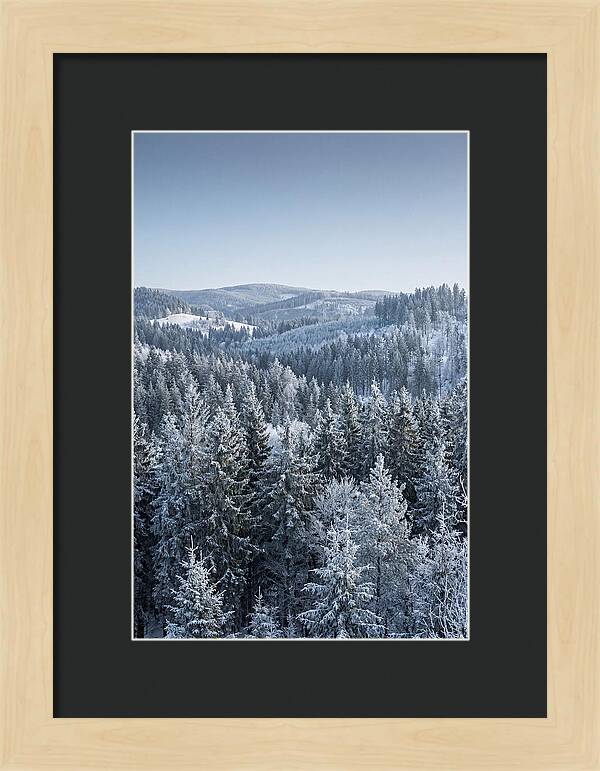 Winter Evergreen Forest Serenity