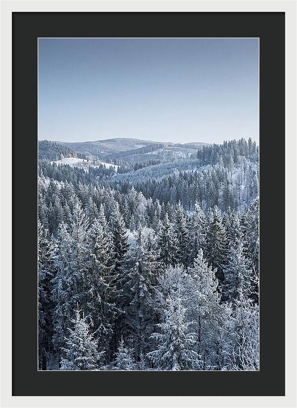 Winter Evergreen Forest Serenity