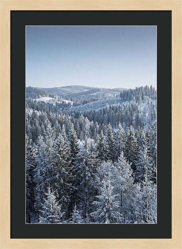 Winter Evergreen Forest Serenity