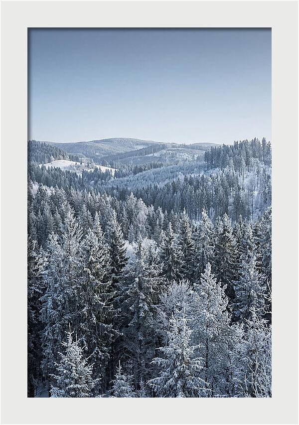 Winter Evergreen Forest Serenity