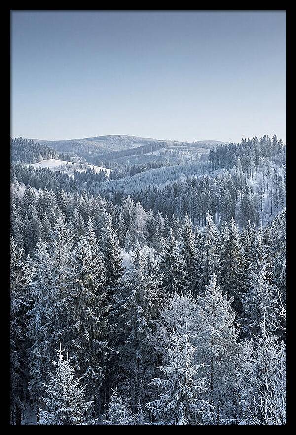 Winter Evergreen Forest Serenity