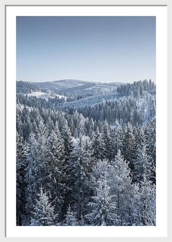 Winter Evergreen Forest Serenity