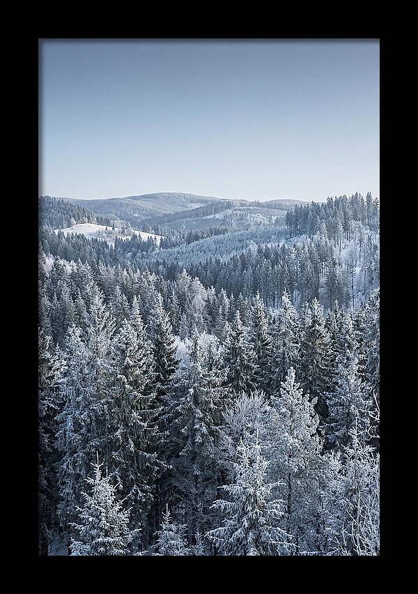 Winter Evergreen Forest Serenity