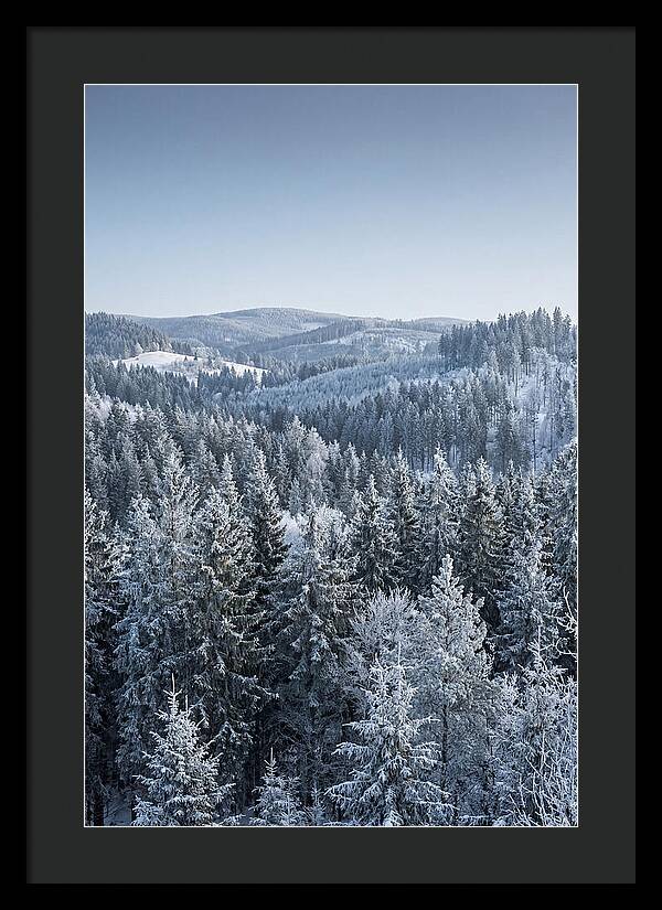 Winter Evergreen Forest Serenity