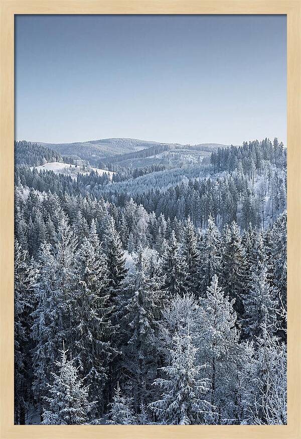 Winter Evergreen Forest Serenity