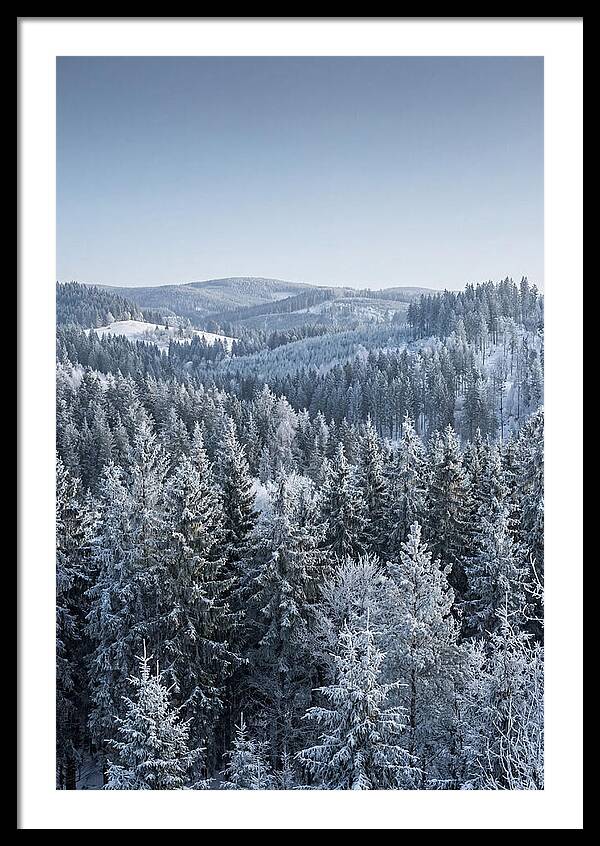 Winter Evergreen Forest Serenity