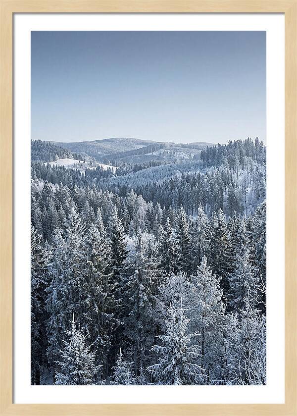 Winter Evergreen Forest Serenity