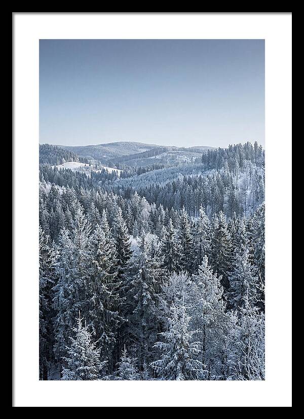 Winter Evergreen Forest Serenity
