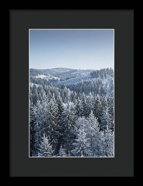 Winter Evergreen Forest Serenity