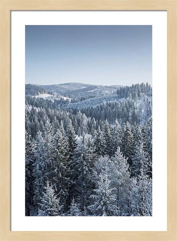Winter Evergreen Forest Serenity