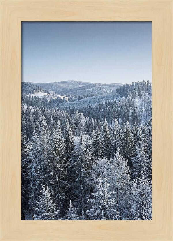 Winter Evergreen Forest Serenity