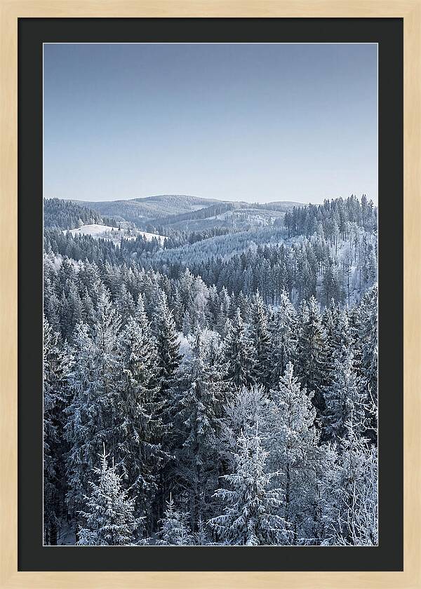 Winter Evergreen Forest Serenity