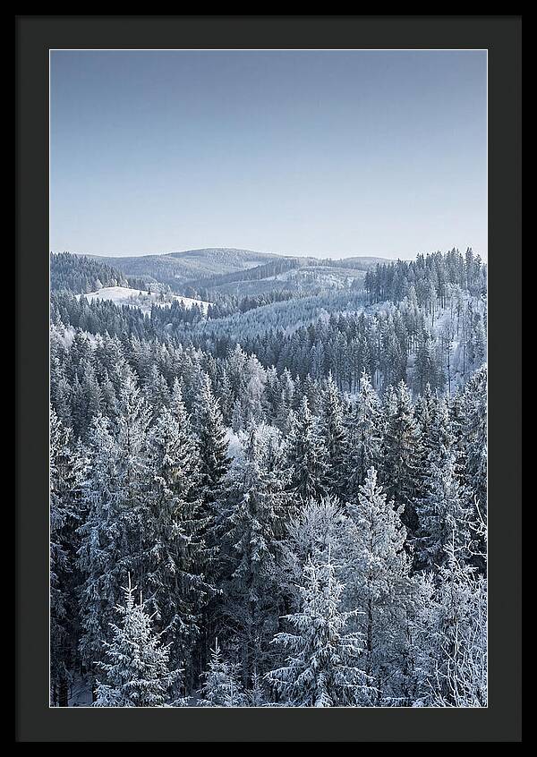 Winter Evergreen Forest Serenity