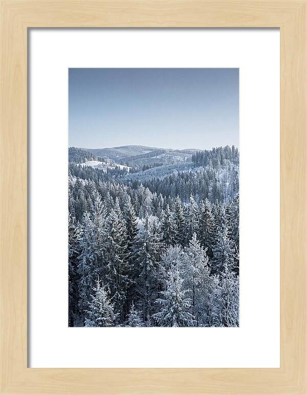 Winter Evergreen Forest Serenity