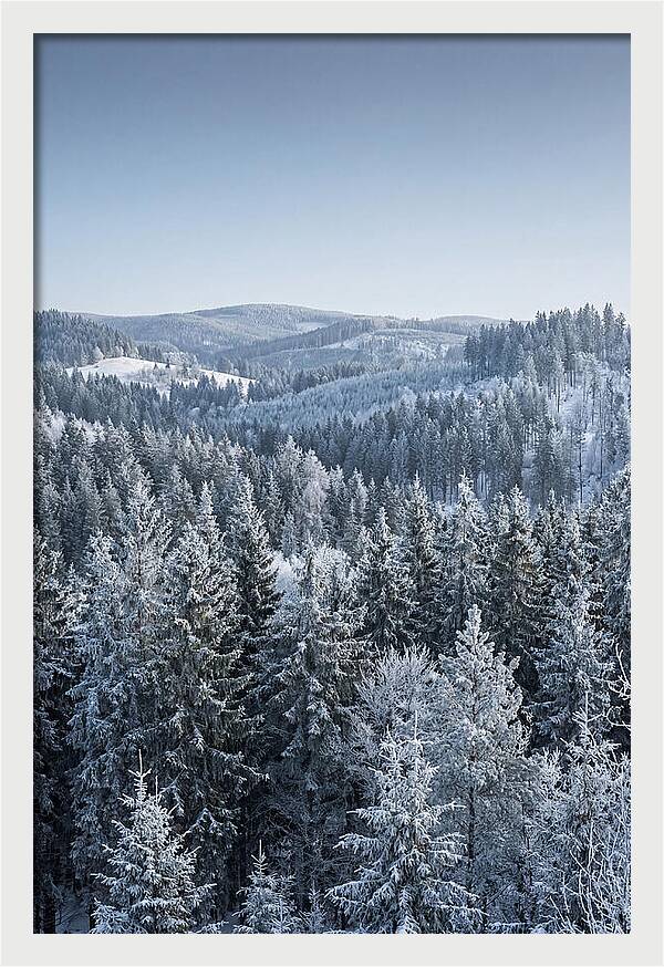Winter Evergreen Forest Serenity