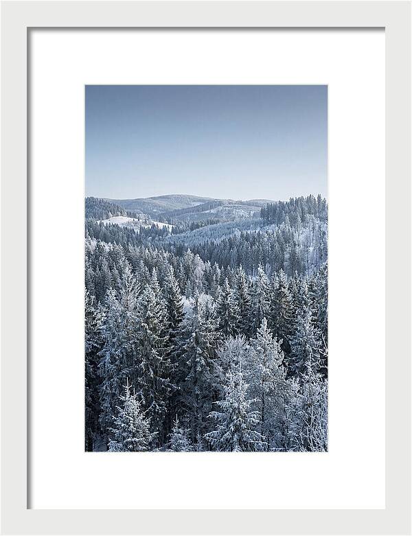 Winter Evergreen Forest Serenity