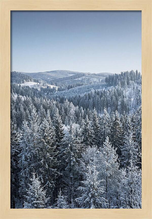 Winter Evergreen Forest Serenity