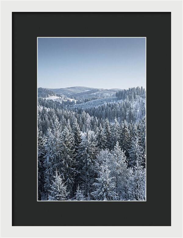 Winter Evergreen Forest Serenity