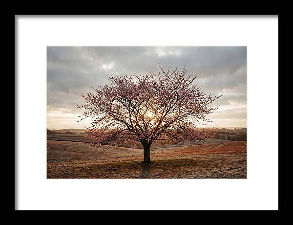 Winter Flowering Cherry Tree