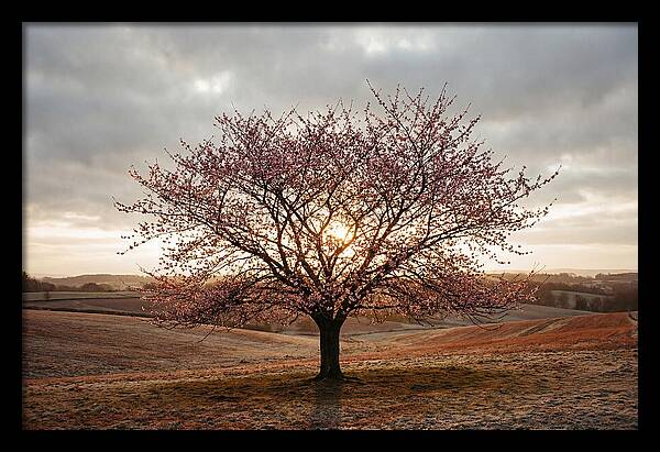 Winter Flowering Cherry Tree