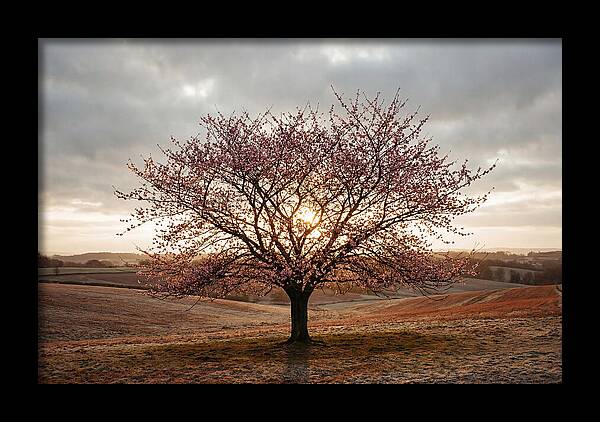 Winter Flowering Cherry Tree