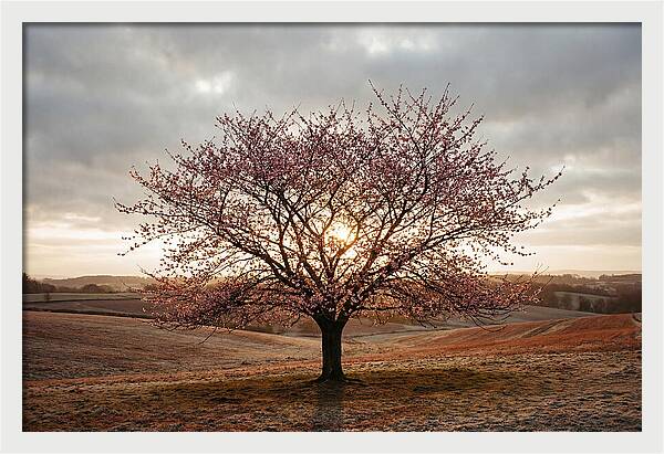Winter Flowering Cherry Tree