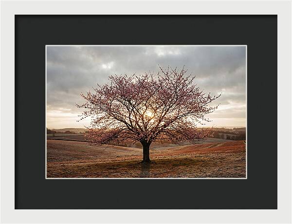 Winter Flowering Cherry Tree