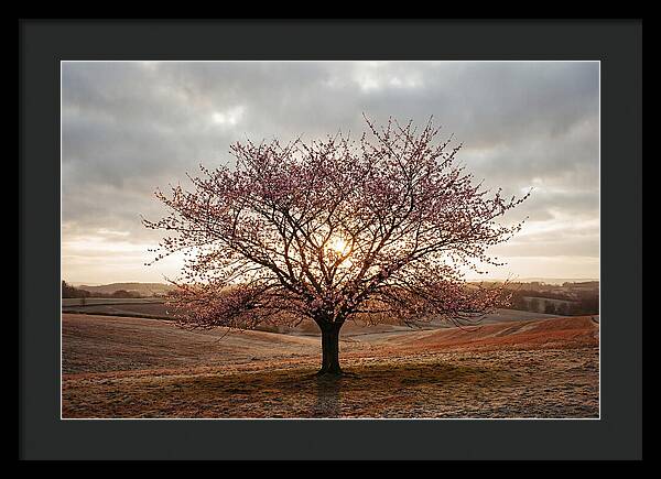 Winter Flowering Cherry Tree