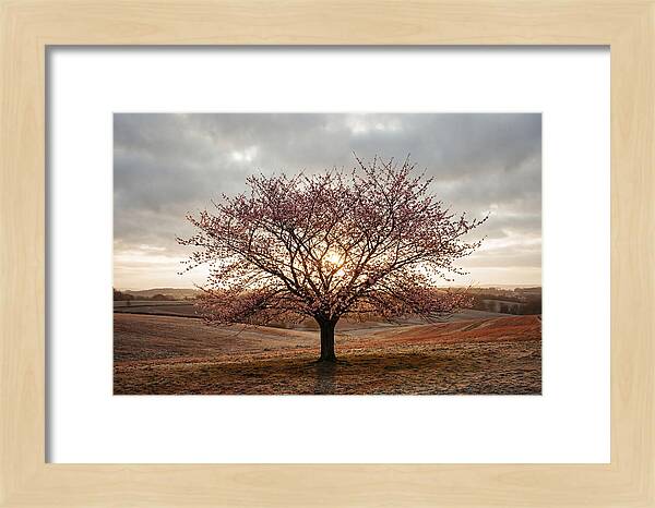 Winter Flowering Cherry Tree