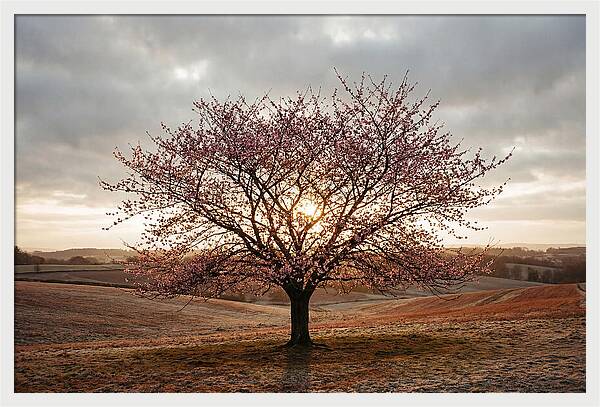 Winter Flowering Cherry Tree
