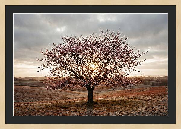 Winter Flowering Cherry Tree
