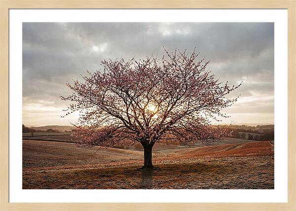 Winter Flowering Cherry Tree