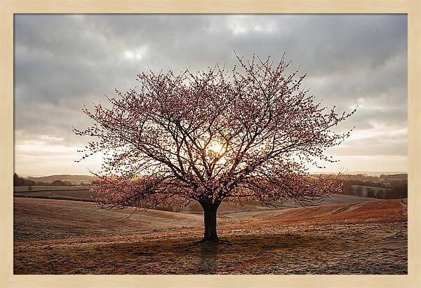 Winter Flowering Cherry Tree