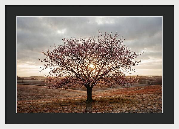 Winter Flowering Cherry Tree