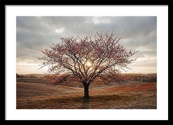 Winter Flowering Cherry Tree