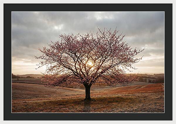 Winter Flowering Cherry Tree