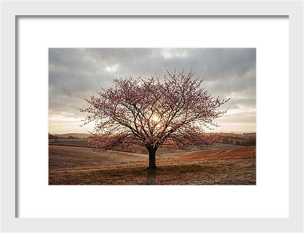 Winter Flowering Cherry Tree
