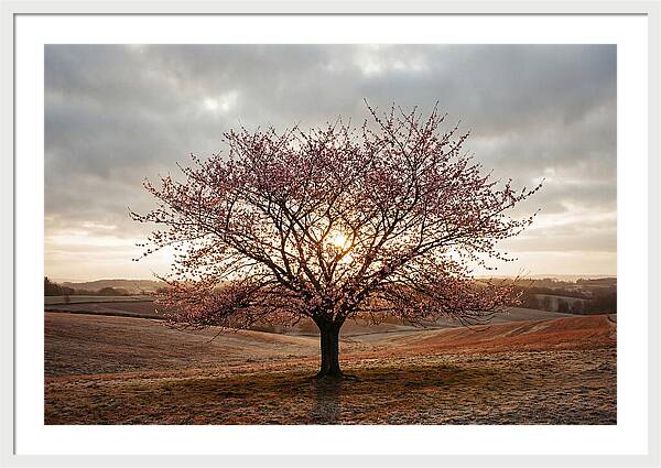 Winter Flowering Cherry Tree