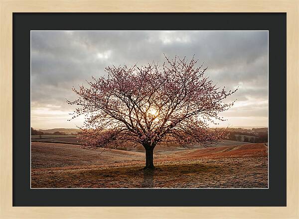 Winter Flowering Cherry Tree