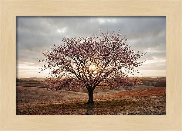 Winter Flowering Cherry Tree
